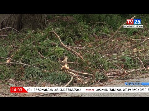 ზურაბ პატარაძე: ქარსაცავი ზოლის გაჩეხვის ფაქტი ივანიშვილის ინტერესებს არ უკავშირდება