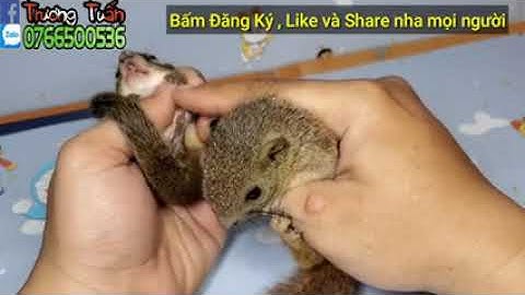 So Sánh Sóc Bông Việt Nam và Sóc Đất   Zalo 0766500536