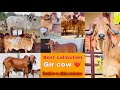 Best collection gir cow for sale in gujarat contek no ak dhadhal  7802865555