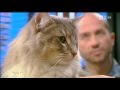 Il gatto norvegese delle foreste - Geo del 28/03/2016