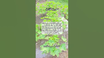 سورة المائدة ١٤ #قرآن_كريم #قرآن #اكسبلور #quran #قران #قران_كريم #قرأن