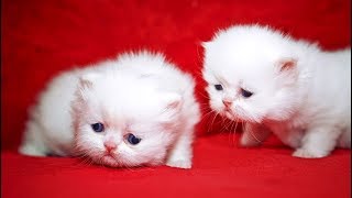 Funny Cute Baby Cat Videos |  Part 3  | Funny World by Funny World 5,091 views 5 years ago 20 minutes