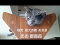 猫党 あお委員長 (ロシアンブルー RussianBlue)
