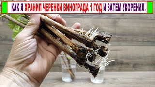 видео: 🍇 Как ПРАВИЛЬНО ХРАНИТЬ ЧЕРЕНКИ ВИНОГРАДА зимой и весной чтобы и через год они укоренялись! картинка: 🍇 Как ПРАВИЛЬНО ХРАНИТЬ ЧЕРЕНКИ ВИНОГРАДА зимой и весной чтобы и через год они укоренялись!