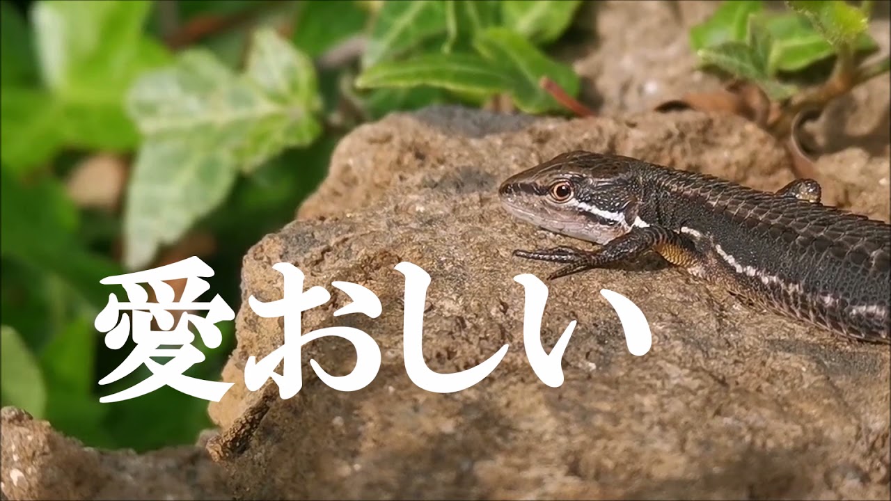 庭に住むトカゲ（正確にはニホンカナヘビ）たち～オスもメスも名前は