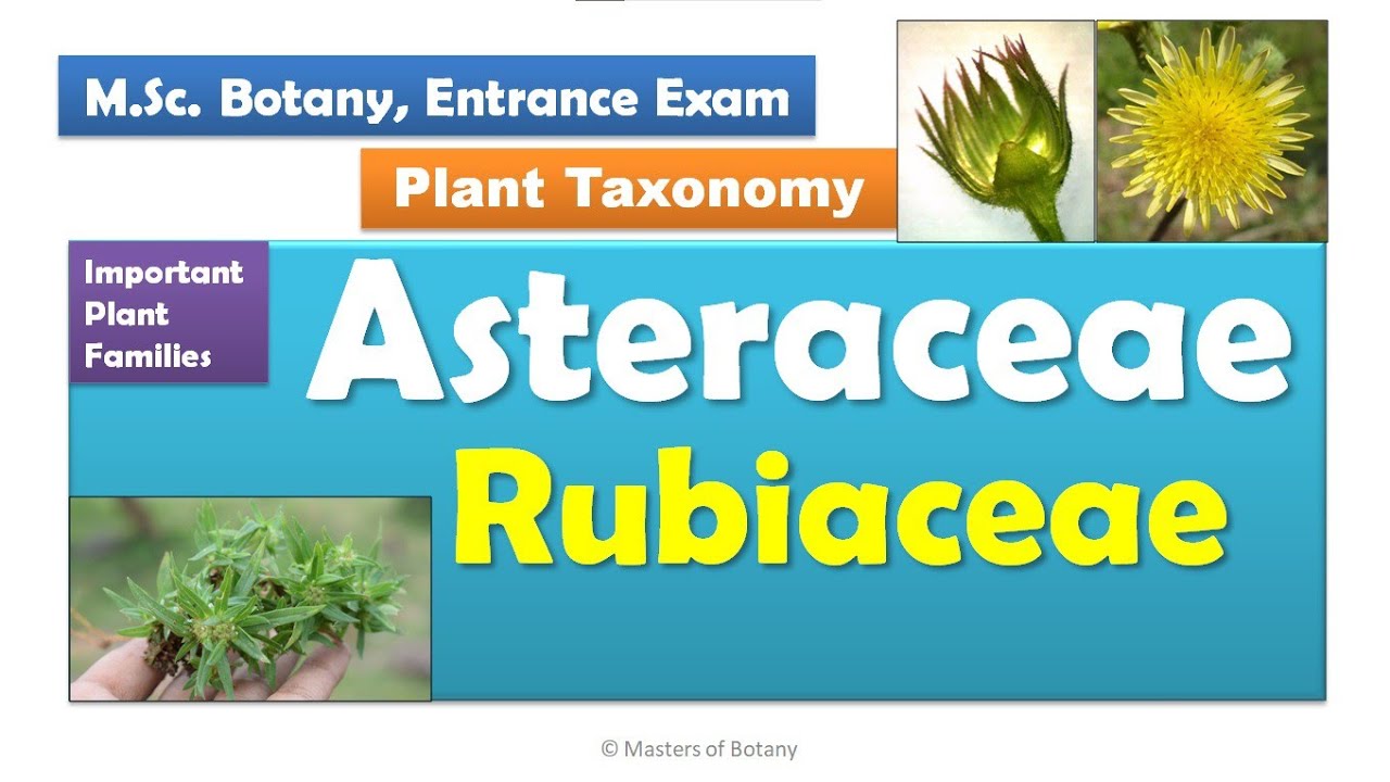 M.Sc. Botany Entrance | Angiosperm Families | Important Notes