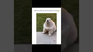 #funny #dogs #pet #dogscats#dogshorts #dog#doglover#doglife