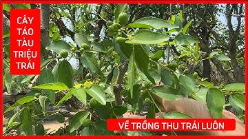 Cây Táo Tàu siêu trái quả to ăn giòn ngọt hạt nhỏ | Đt/Zalo 092.391.6866