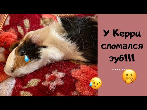 У морской свинки сломался зуб! Что же делать??? Возможные причины