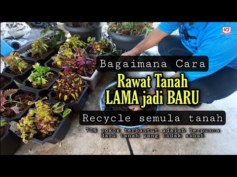 Video: Membaja Tumbuhan Bekas Luaran – Cara Memberi Makan Tumbuhan Berpasu Di Luar Ruangan