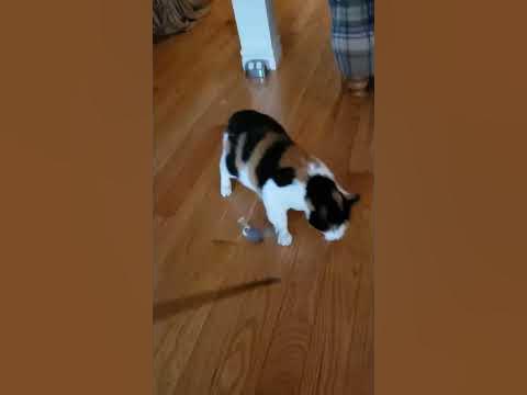 calico cat hissing while playing - YouTube