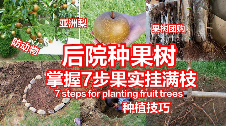 7steps for planting fruit trees亞洲梨樹等了一年終於種上了/亞洲梨樹，蘋果樹，桃樹，所有種樹都能用到#果樹種植及防護 - 天天要聞