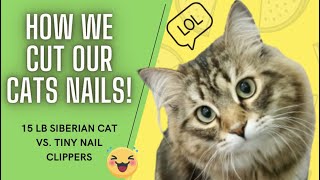 The secret to cutting our Siberian Cat's nails  How to trim cat nails!
