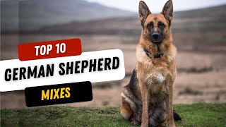 Top 15 Incredible German Shepherd Mixes You Need to See!