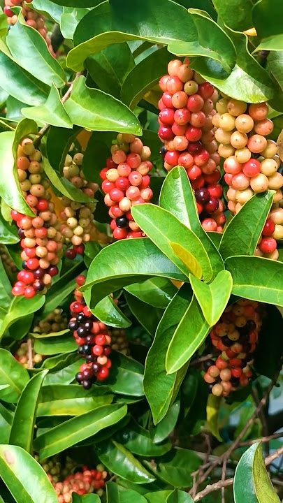Beberapa manfaat buah buni #manfaatbuahbuni #buahbuni
