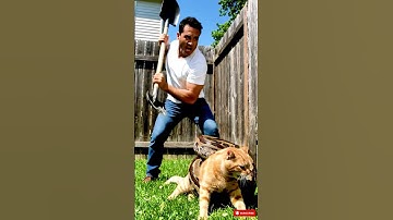 Rescue From the Python: Saving the Cat