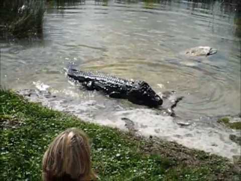 Video: Miten korjaat alligaattorin halkeamat?