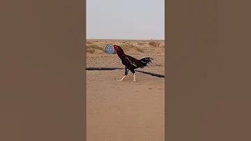 ديك باكستاني اصيل ماشاءالله تبارك الرحمن 