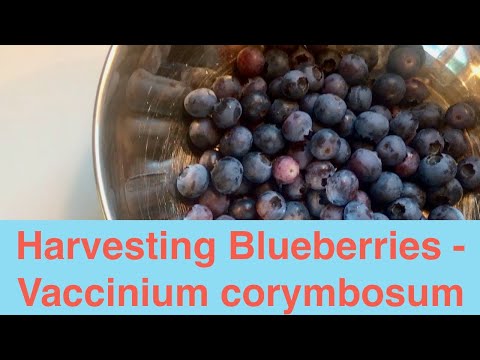 Harvesting Blueberries Vaccinium corymbosum