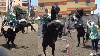 الخيل عمل اجمل شويه حركات مع المزمار البلدي خيل عربي اصيل حصان عربي اصيل خيل عربي اصيل