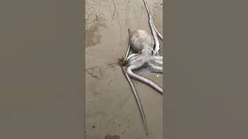This Octopus Broke The Internet 
