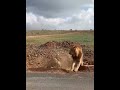 Lioness Protect the Cubs from young Male 😱🦁 #shorts.