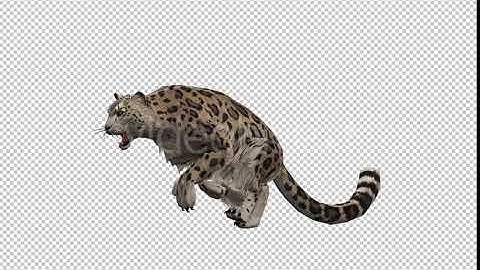 Leopard 8 | Motion Graphics - Envato elements