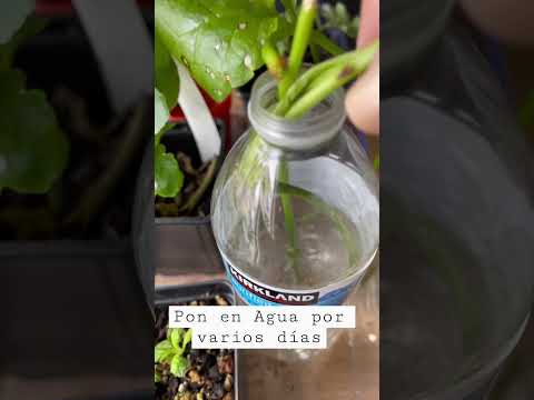 Vídeo: Plantas de Espinafre Malabar - Como Cultivar Espinafre Malabar