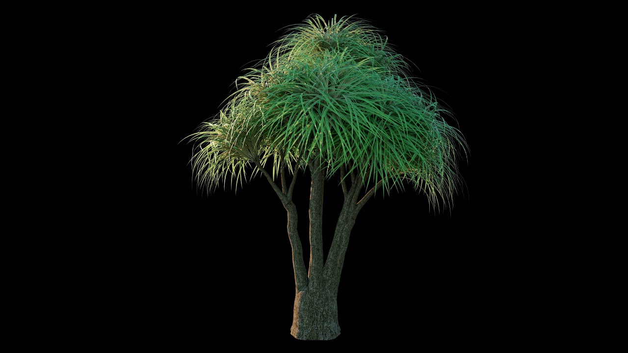 4K TREE OVERLAY FOR VIDEO EDIT - YouTube