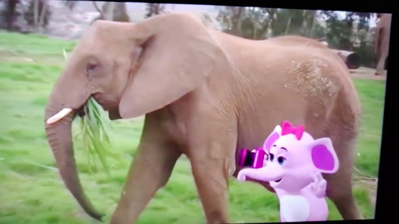 My Redone Songs The Elephant Song YouTube my-redone-songs-the-elephant-song-youtube