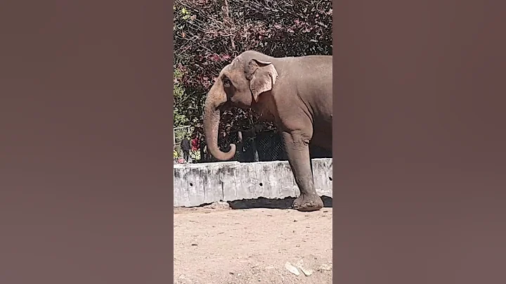 Hathi raja kaha chale | hathi | elephant | hathi dance | elephant dance | #feedshorts #shortsfeed