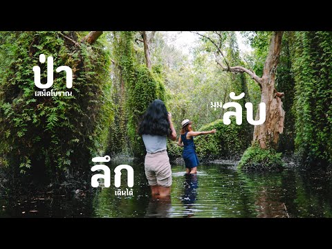 เที่ยวระยอง ป่าลึกมุมลับ Unseen เสม็ดโบราณกับแพหญ้าหนังหมา | sadoodta