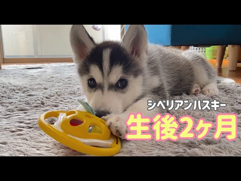 シベリアンハスキーの子犬がお家にやってきた Siberian Husky Youtube