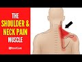 The neck and shoulder pain muscle how to release it for instant relief