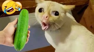 Try Not To LaughFunniest Cats and Dogs 2024Part 7