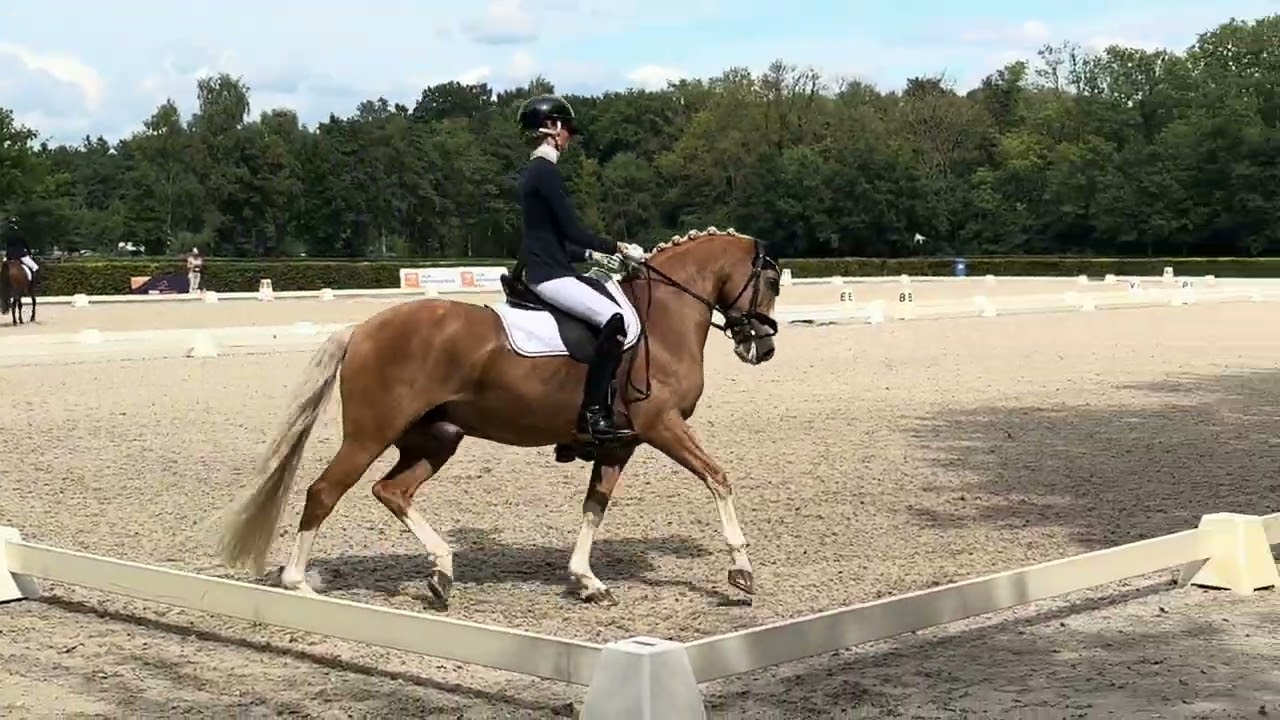 FEI Dressage Pony for Sale: First Hummer