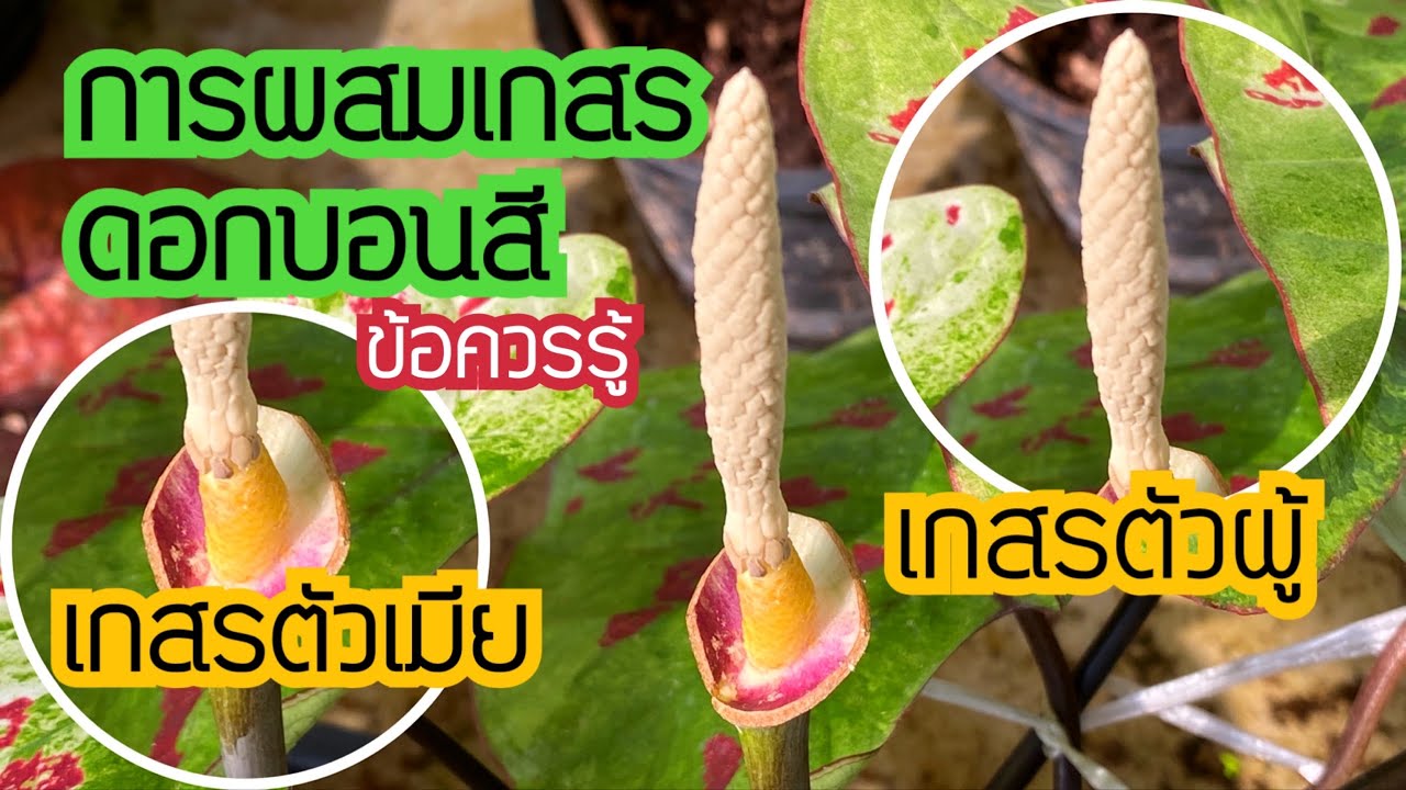 การผสมเกสรบอนสีอย่างละเอียด ทำไปพร้อมๆกันได้เลย