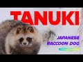 Tanuki the japanese raccoon dog  5min encyclopedia