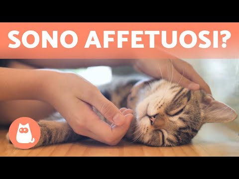 Video: Cosa fanno i gatti per mostrare affetto?