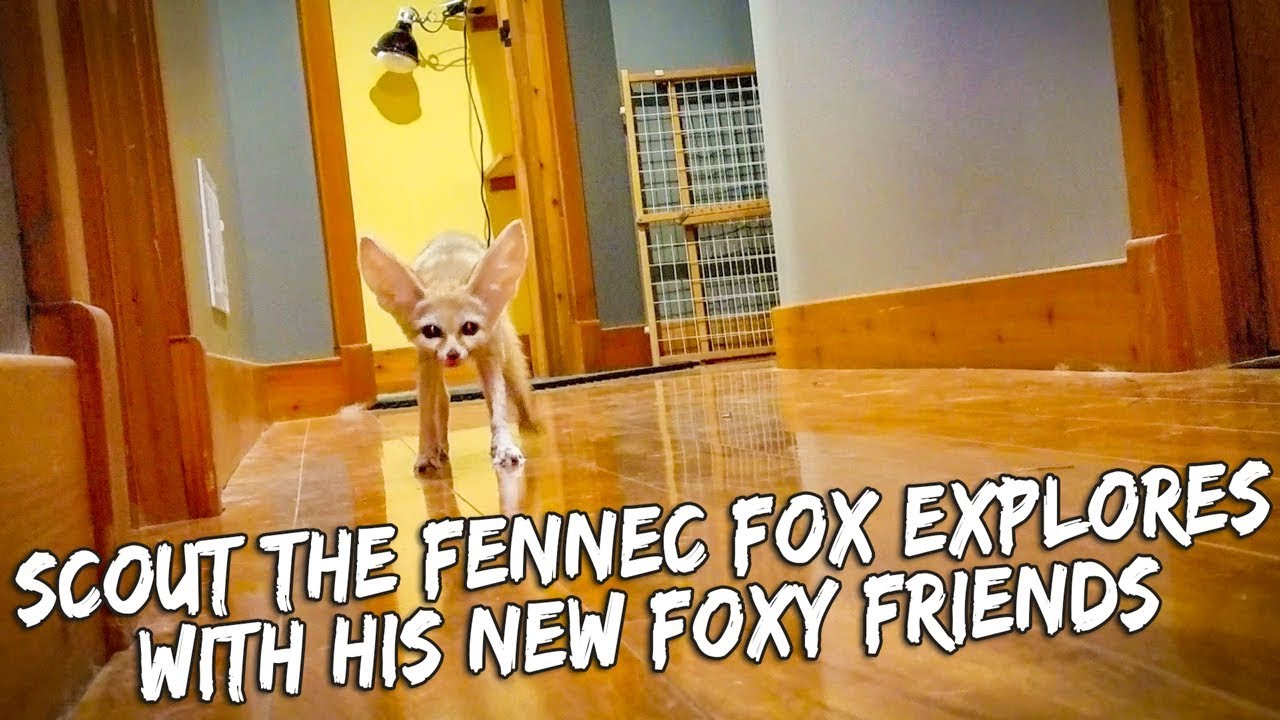 skydive chicago The Fennec Fox Trio Hangs Out & Explores Together