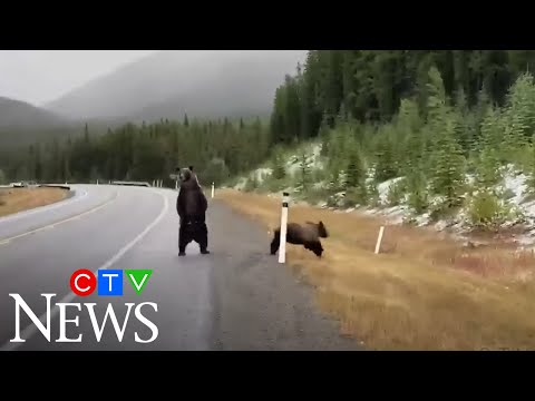 Family of grizzly bears spotted in Alberta's Rockies