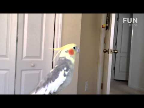 Birds Beatboxing, Singing and Dancing to Dubstep