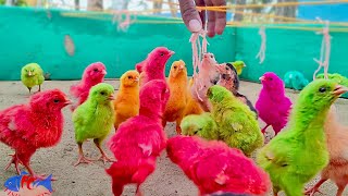 Comic MURGI Baby Chicks Vs Puppy Hen Gallina Videos