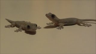 赤ちゃんヤモリの兄弟 Baby Japanese Geckos