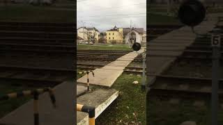 Заяц бежит в центре Гродно по железной дороге