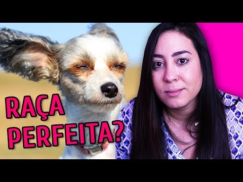 Vídeo: Cães Havanese fazem grandes animais de estimação da família