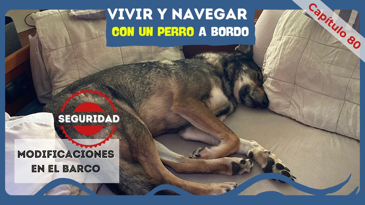 C-80.🐾VIVIR Y NAVEGAR CON UN PERRO A BORDO⛵️🐕  25-02-2023🤍#barcos #sailing #navegar