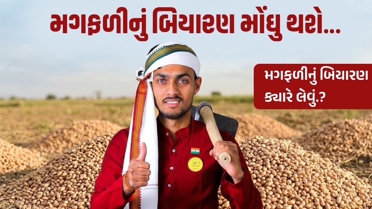 મગફળીનું બિયારણ મોંઘુ થશે | મગફળીનું બિયારણ ક્યારે લેવું? | Magfalinu biyaran | magfalino bhav