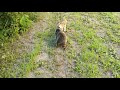 Cat Makes Friends with a raccoon