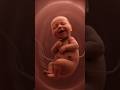 How Baby Grows in the Pregnancy Fetal Development ? | #baby #fetusdevelopment #growth